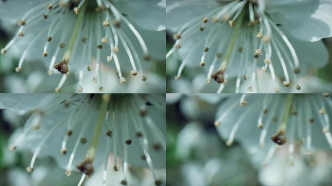通过白色樱桃树花的4k宏虫眼视图