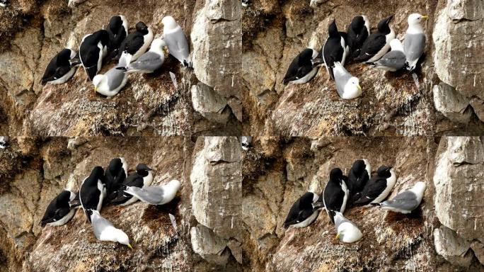 4k: 在斯瓦尔巴群岛的悬崖上筑巢的白鸥和海雀