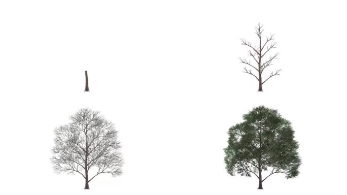 孤立在白色上生长的现实树的3d渲染