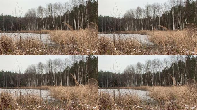 池塘上的冬季景观。湖上的冰。湖岸上干燥植物的相机盘。芦苇和种子。