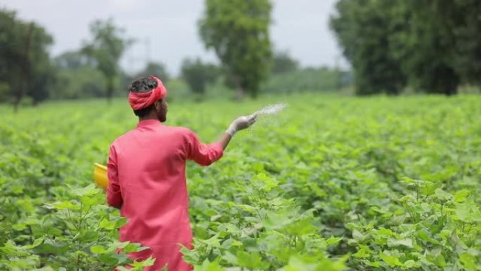 印度农民在绿色棉田里撒肥