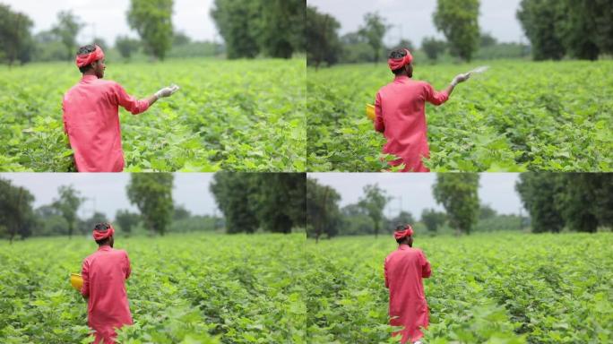 印度农民在绿色棉田里撒肥