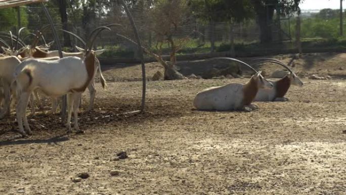 非洲瞪羚躺在地上。开阔天空下的非洲动物园里的瞪羚。意志之外的动物