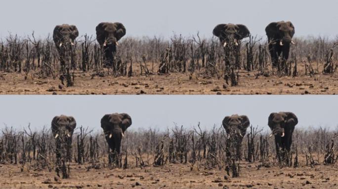 两只大公象从灌木丛中接近