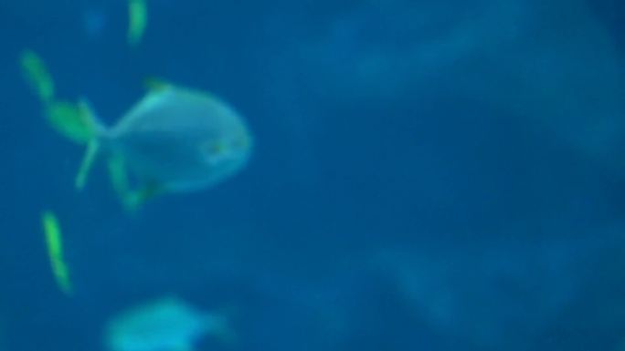 在水中游泳的鲸鲨 在水中游泳的海狮 人们在水族馆潜水