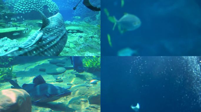 在水中游泳的鲸鲨 在水中游泳的海狮 人们在水族馆潜水