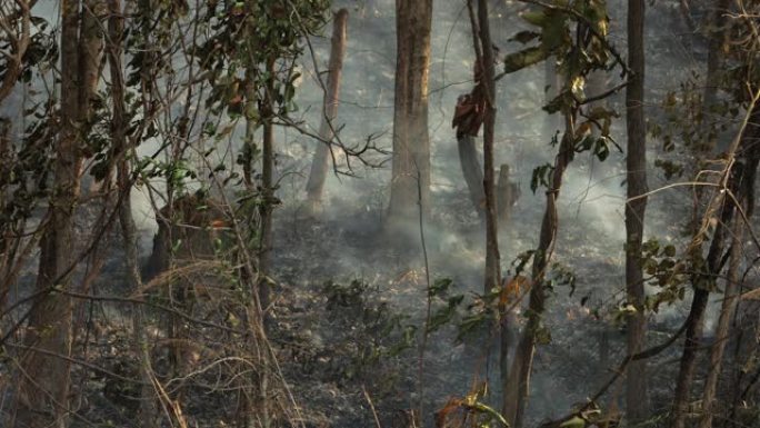 森林大火，热带森林大火正在燃烧。