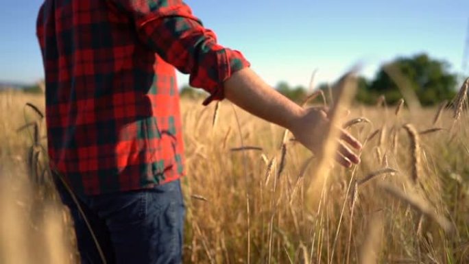 男子在田间触摸小麦