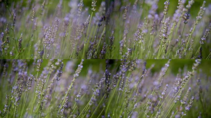 特写，多莉拍了4K: 美丽盛开的薰衣草花随风摇曳，薰衣草农场。