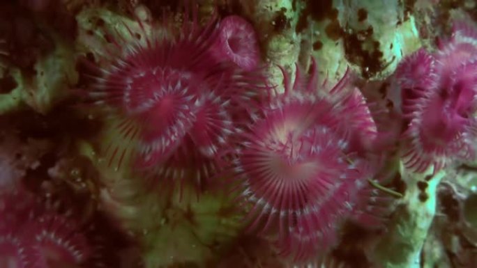 海底的海洋生物羽毛掸子蠕虫。