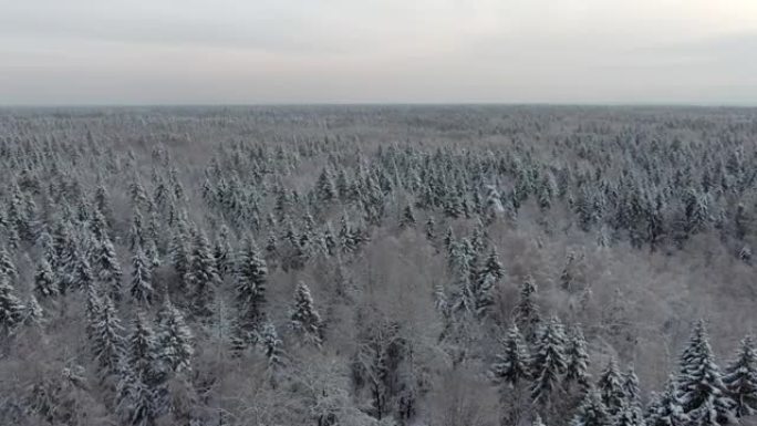 鸟瞰雪地里的冬季森林。寒冷的冬日，从高处看针叶林的美丽景观。飞越白雪皑皑的森林