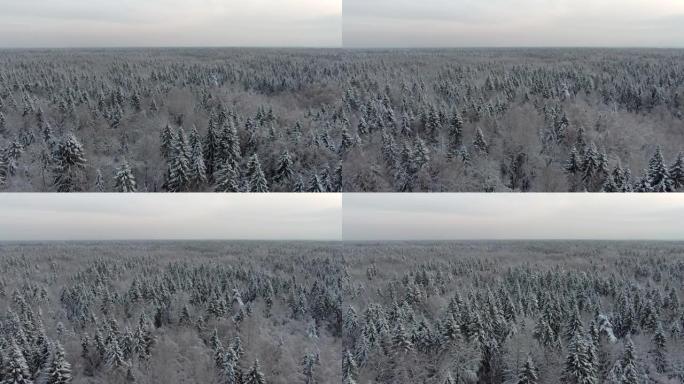 鸟瞰雪地里的冬季森林。寒冷的冬日，从高处看针叶林的美丽景观。飞越白雪皑皑的森林