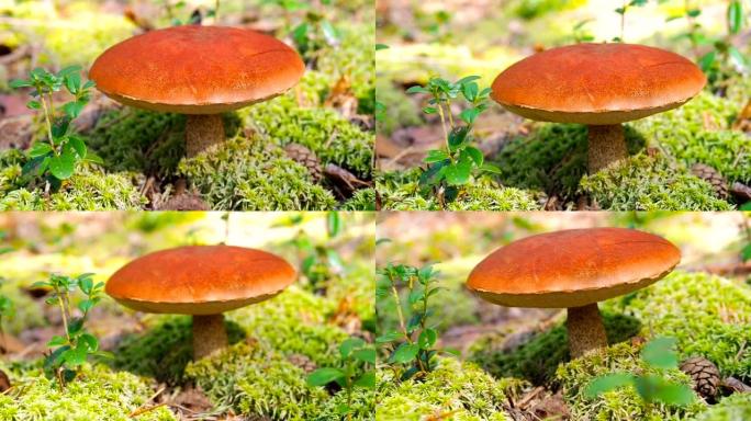 秋天的蘑菇白杨森林。金叶草。红盖的sc茎。可食用牛肝菌。森林里采摘的蘑菇。在苔藓森林基质中生长着一种