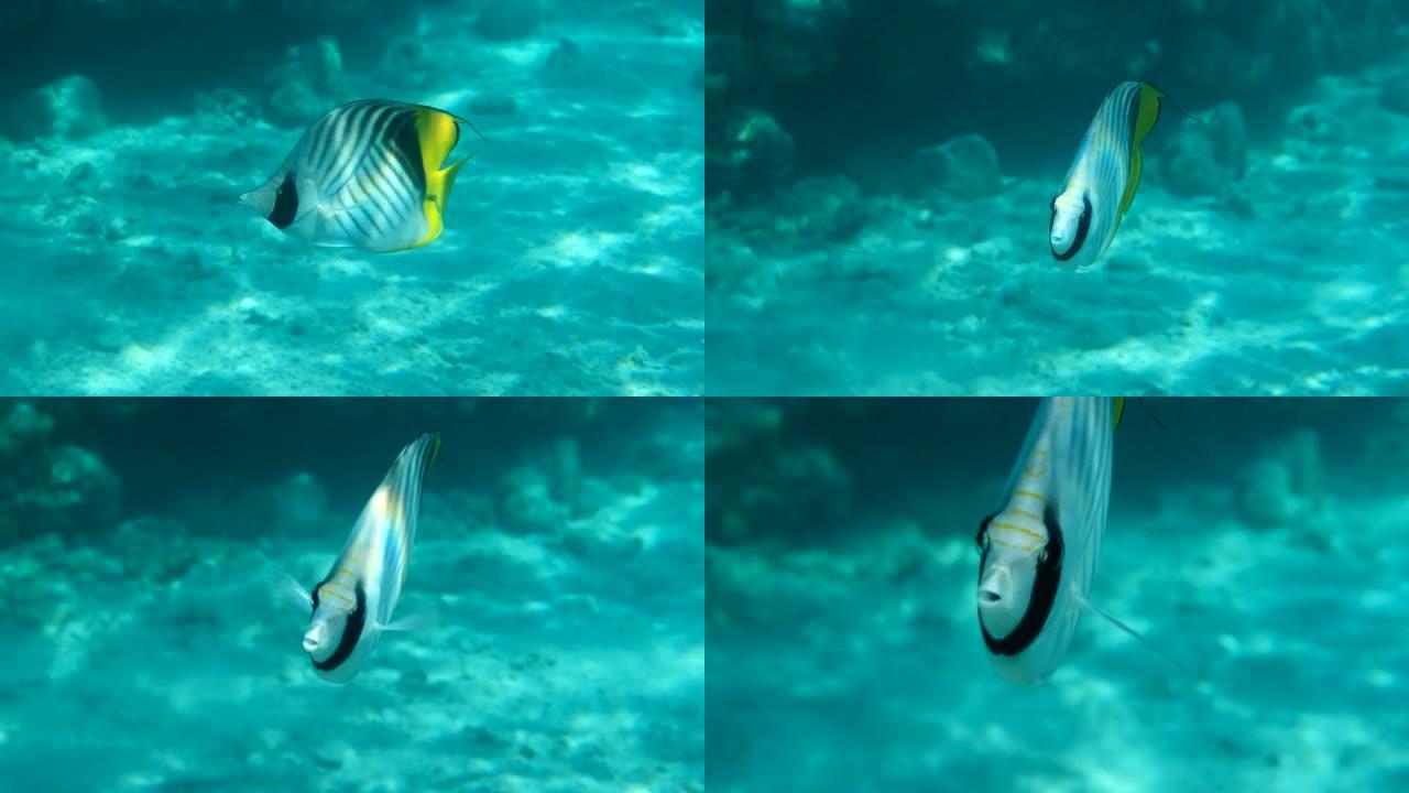 蝴蝶鱼的特写。黑背蝴蝶鱼或黑背蝴蝶鱼 (Chaetodon melannotus)。海洋中的水下生物