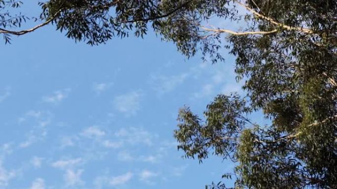 在悉尼Lane Cove的一个公园里的Eucaliptus树，在几乎没有云的蓝天上，在微风中仰望。黄
