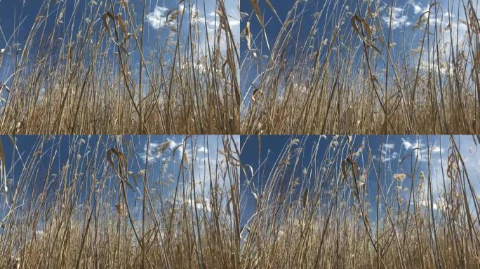 科罗拉多州西部的河底高草吹早春户外自然元素