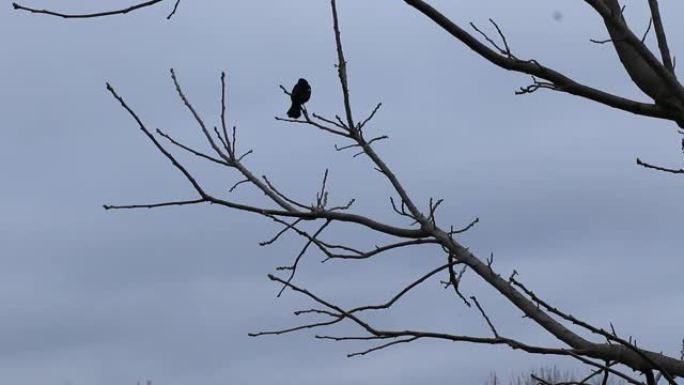 树上的红翅黑鸟
