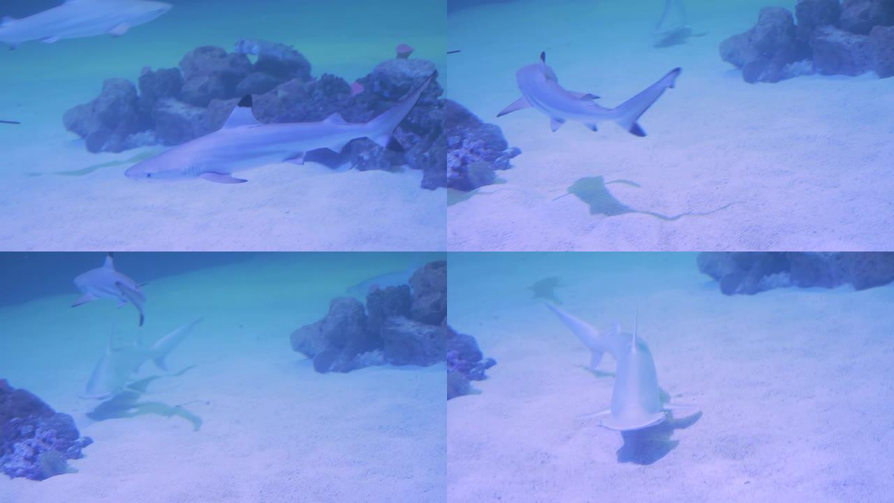 鲨鱼在地面附近的圆圈中游泳