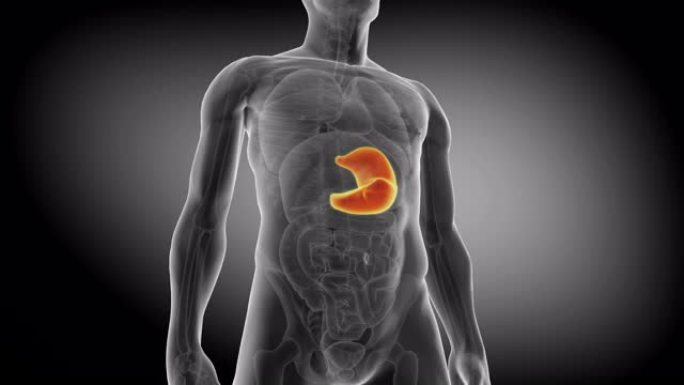 人的胃。医学上精确的胃动画。