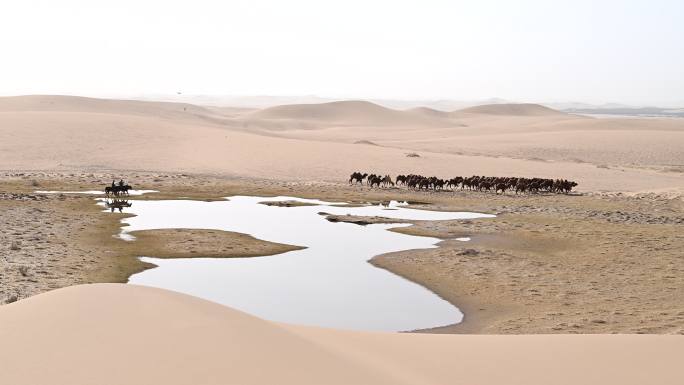 戈壁滩 骆驼群 骆驼 牧人  骆驼牧场