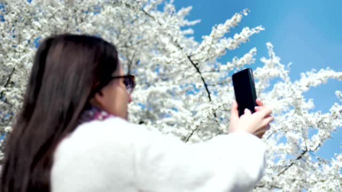时尚女性喜欢在公园散步，用智能手机拍照美丽绽放的白色樱花树
