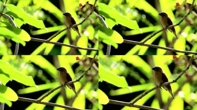 树上孤独的鳞胸文鸟，自然光背景