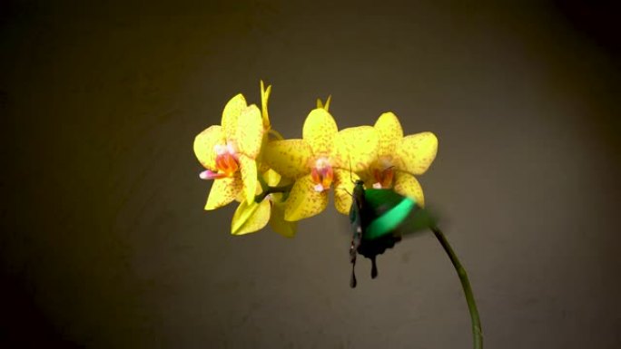 两只热带蝴蝶在一朵花上