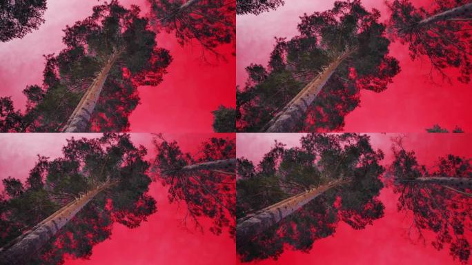 红森林天空景观。色觉障碍-三色性，原色性，色盲。心身障碍