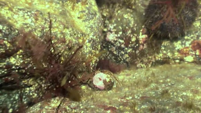 巨蟹寄居蟹在岩石海底爬行。
