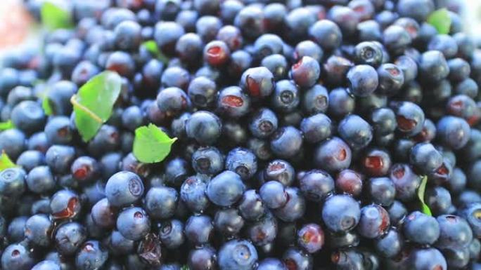 蓝莓。野生森林浆果。平稳旋转。最强大的抗氧化剂，从体内消除放射性核素。解毒剂效应
