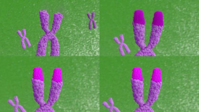 3d动画X染色体。端粒酶可恢复称为端粒的短DNA片段，否则当细胞分裂通过有丝分裂时，端粒会缩短。