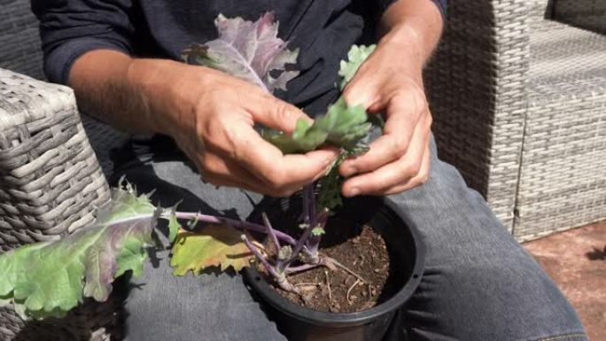 耐心地从蔬菜植物中采摘毛毛虫