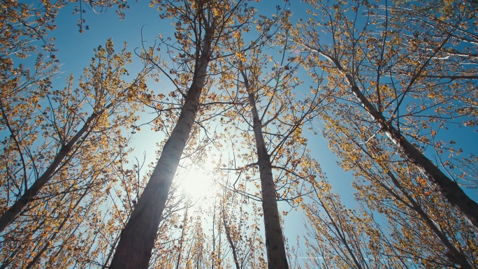 阳光穿过树叶树枝