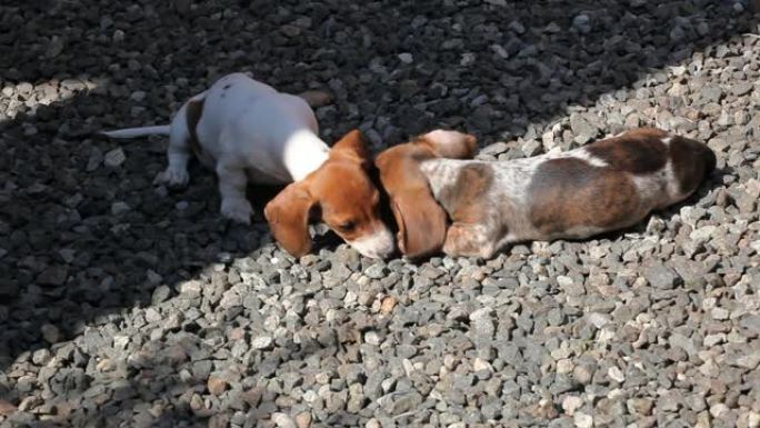 腊肠犬小狗石背景高清镜头