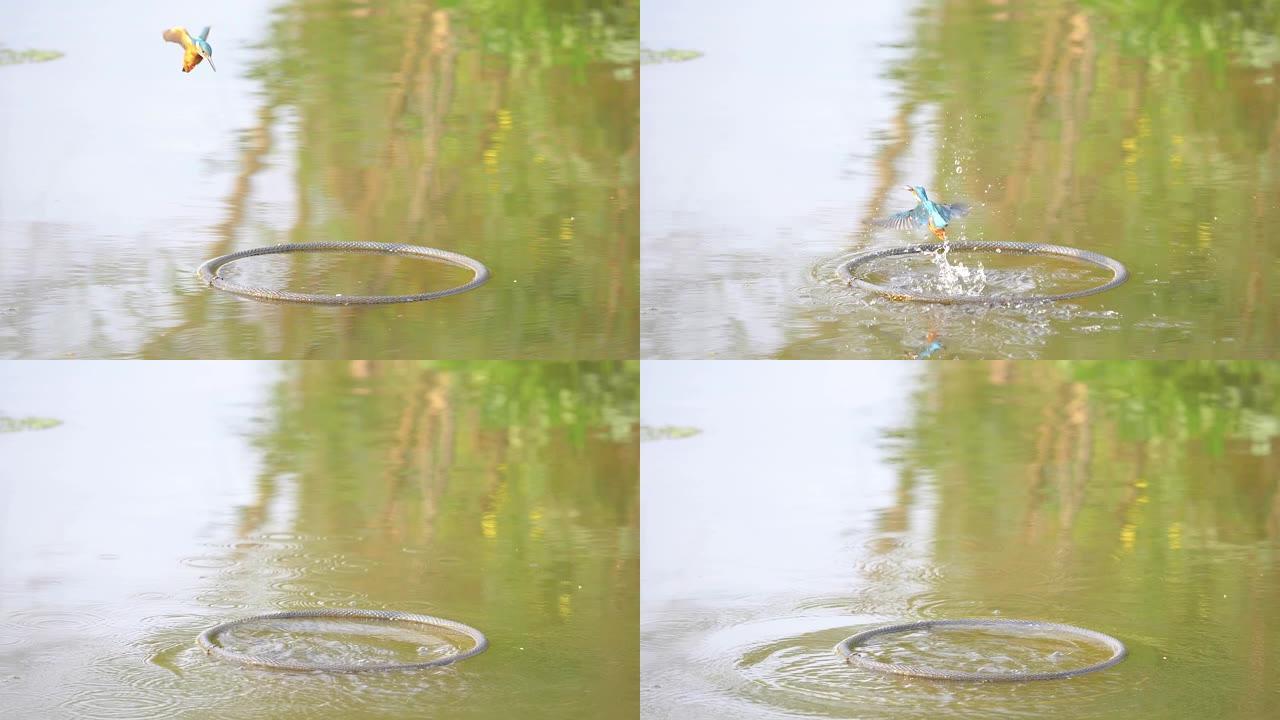 超级慢动作电影的场景是鸟翠鸟 (Alcedo atsth) 潜入水中，抓鱼然后飞走。