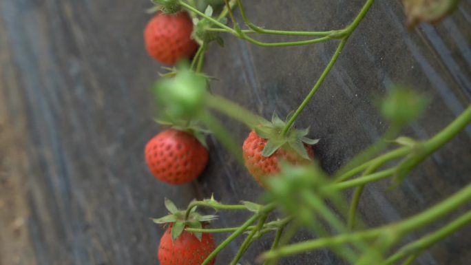 农家采摘园草莓园采摘草莓采摘摘葡萄