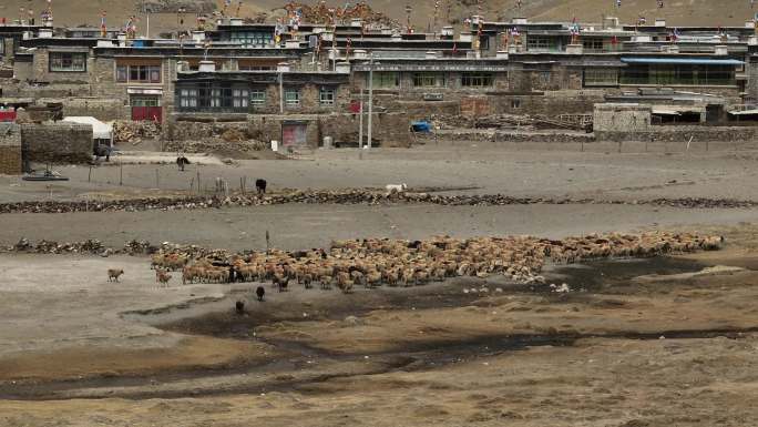 藏区放牧区羊群航拍