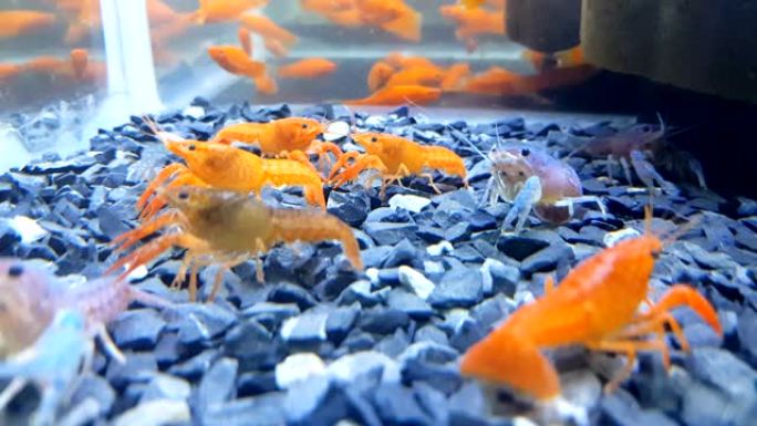超级红色水晶虾 “圣诞老人” 和蓝色大胆caridina宠物虾在淡水种植的水箱中吃干颗粒