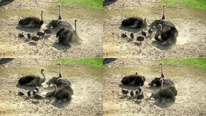 4k视频选择性聚焦中景组几内亚母鸡和鸵鸟坐在地上洗澡