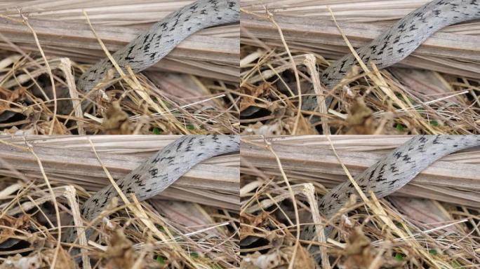 带状的kukri蛇在棕色的干叶上滑行