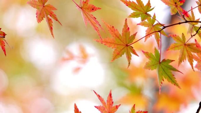 五颜六色的枫叶在日本秋天摇晃