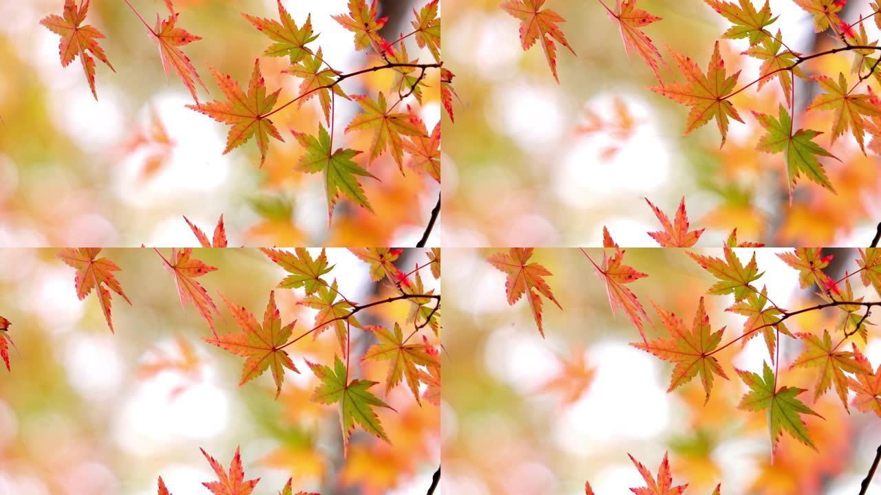 五颜六色的枫叶在日本秋天摇晃
