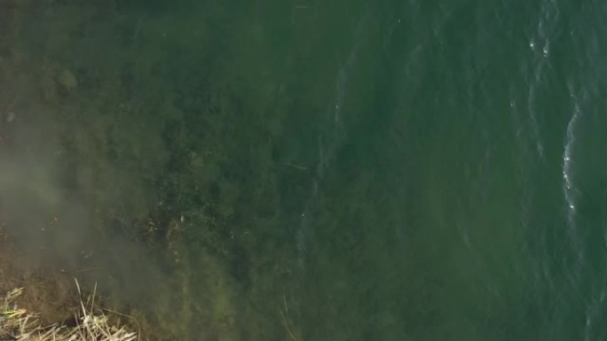 沼泽芦苇和浅水区4k航拍视频