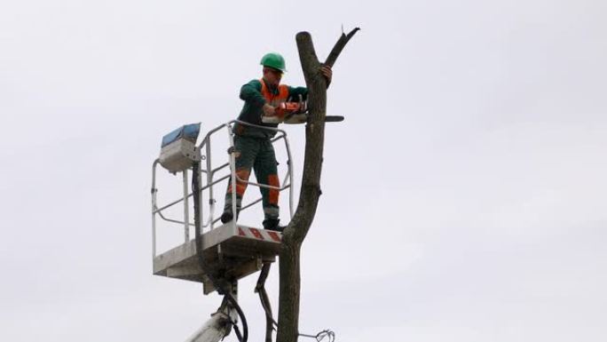 伐木工人在平台上砍倒一棵树
