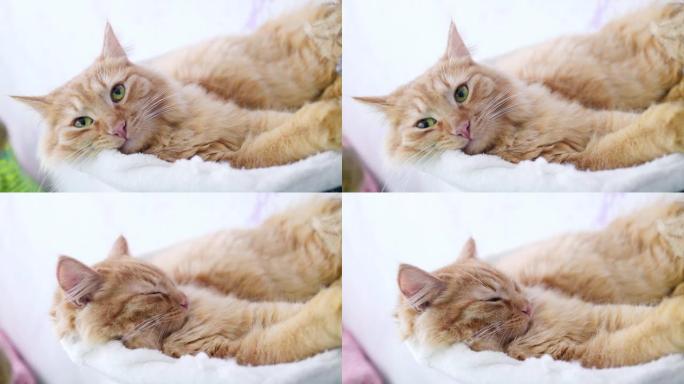 姜猫在婴儿床里晒太阳。特写。