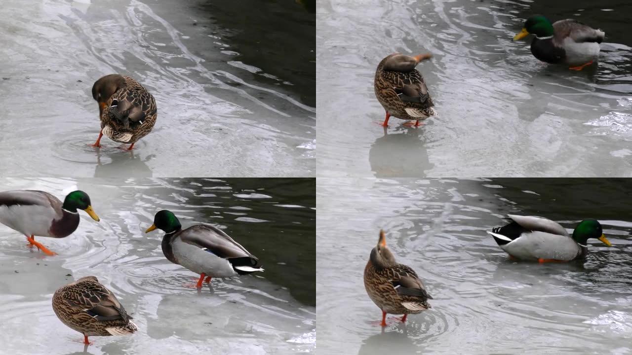 冬天靠近水的野鸭。