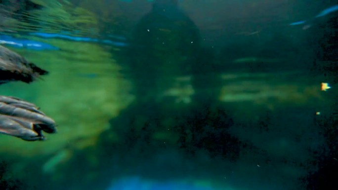 一只企鹅在水中游泳 一个有很多鱼的水族馆 海豚在水族馆游泳
