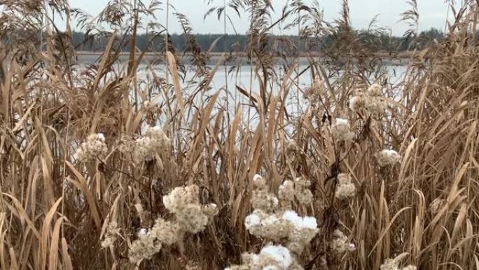 池塘上的冬季景观。湖上的冰。湖岸上干燥植物的相机盘。芦苇和种子。