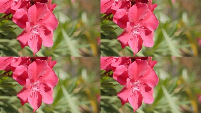 美丽的粉红色天竺葵夹竹桃花在花园里特写4K