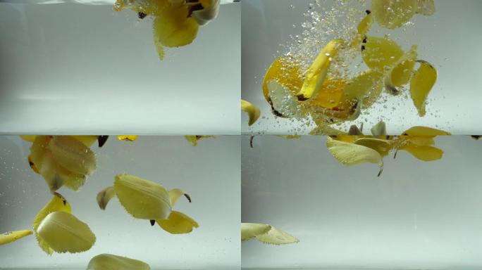 郁金香的花瓣落在水中。背景。慢动作。